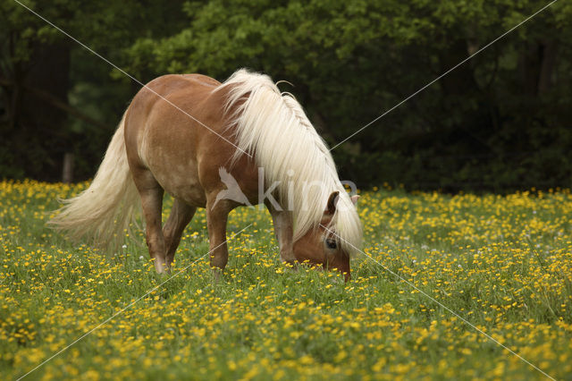 Haflinger paard (Equus spp)