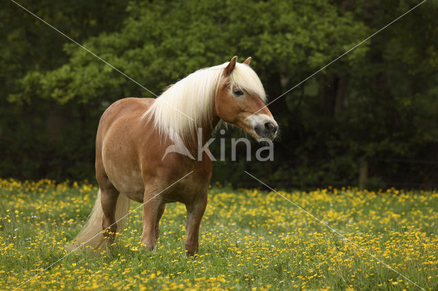 Haflinger paard (Equus spp)