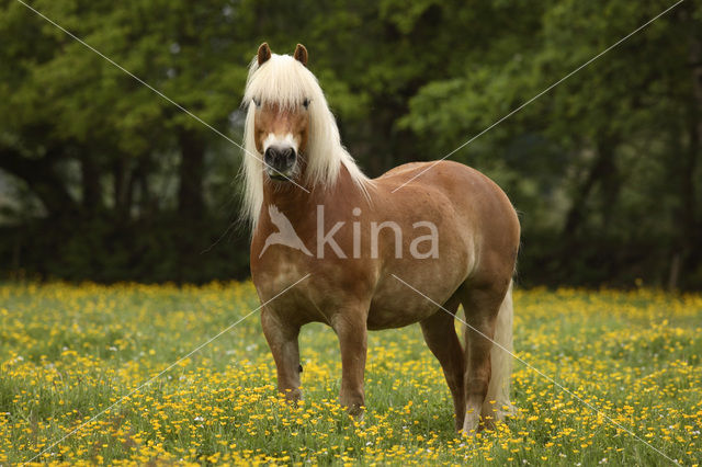 Haflinger paard (Equus spp)