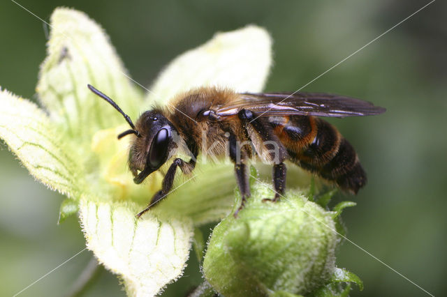 Heggenrankzandbij (Andrena florea)