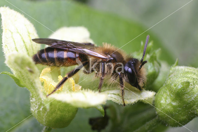 Heggenrankzandbij (Andrena florea)