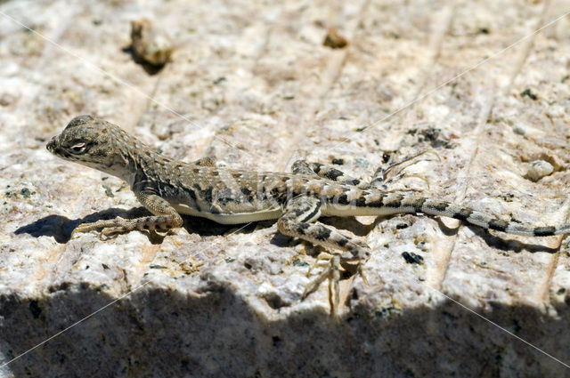 Hekstaart Leguaan (Callisaurus draconoides)