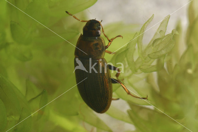 Helochares punctatus