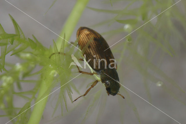 Helophorus obscurus