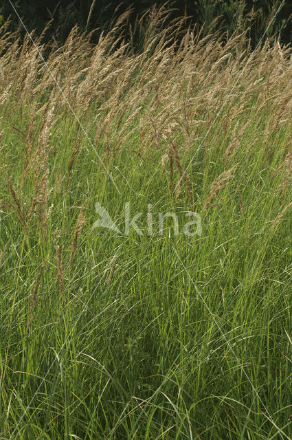 Hennegras (Calamagrostis canescens)