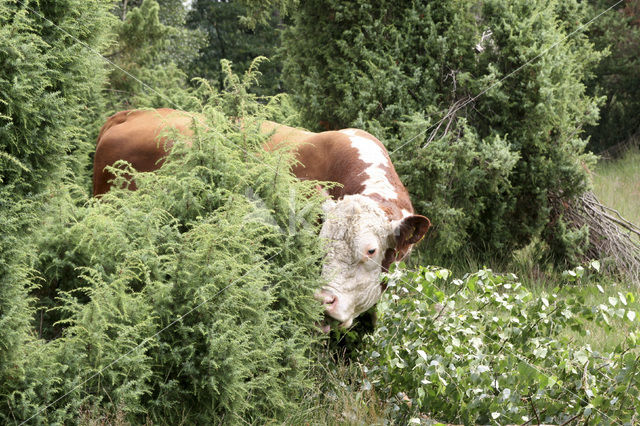 Hereford Koe (Bos domesticus)