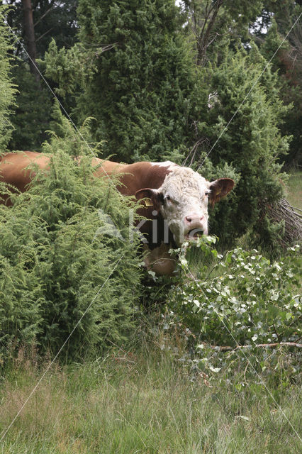 Hereford Koe (Bos domesticus)