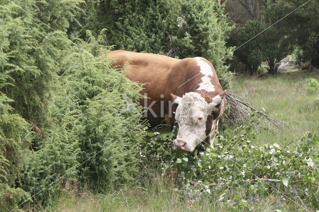 Hereford Koe (Bos domesticus)