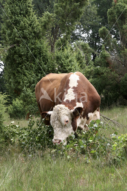 Hereford Koe (Bos domesticus)