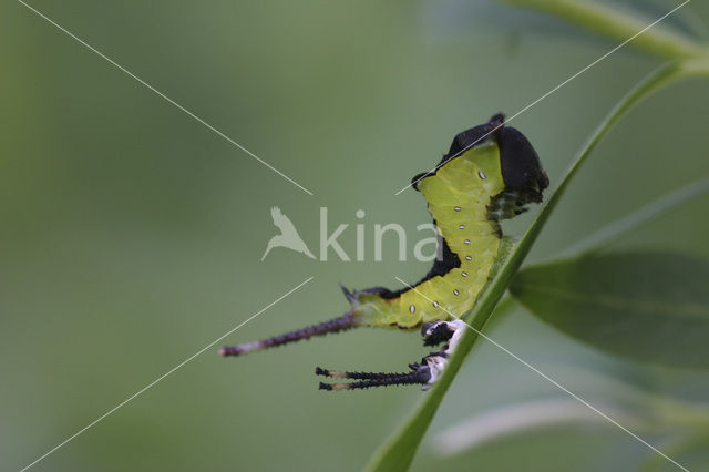 Hermelijnvlinder (Cerura vinula)