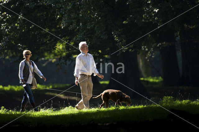 Hond (Canis domesticus)