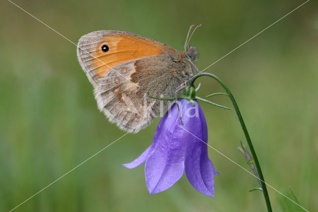 Hooibeestje (Coenonympha pamphilus)