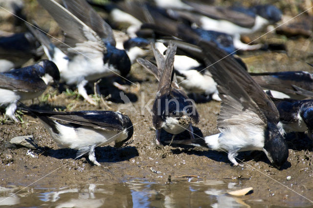 Huiszwaluw (Delichon urbicum)