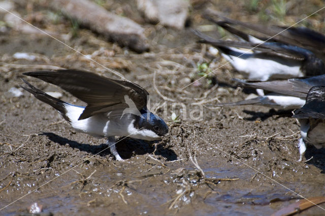 Huiszwaluw (Delichon urbicum)