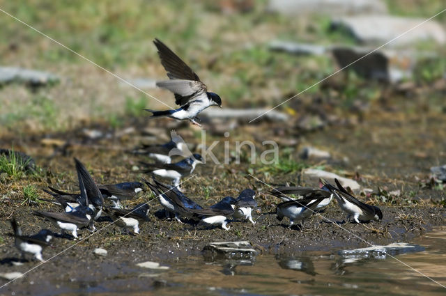 Huiszwaluw (Delichon urbicum)