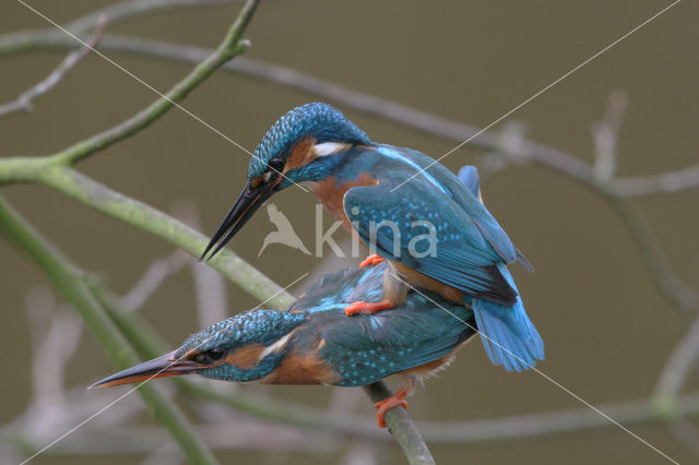 IJsvogel (Alcedo atthis)