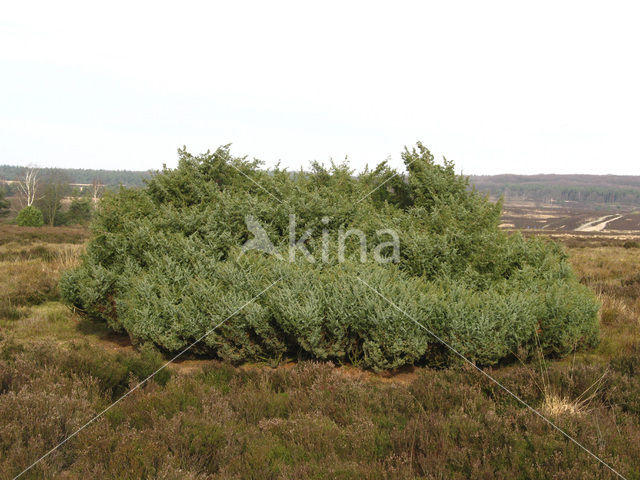 Jeneverbes (Juniperus communis)