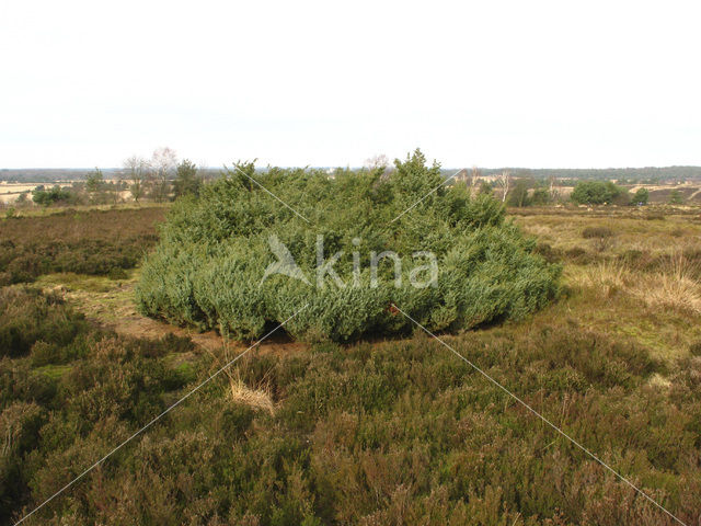 Jeneverbes (Juniperus communis)