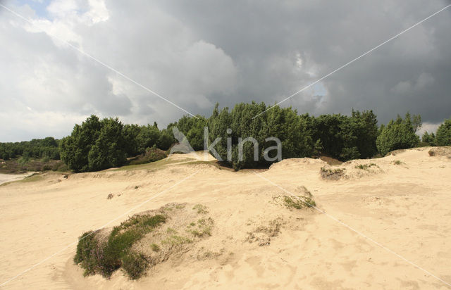 Jeneverbes (Juniperus communis)