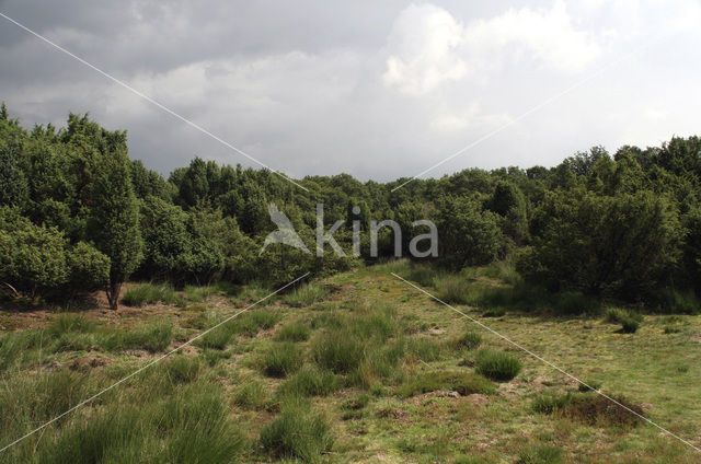 Jeneverbes (Juniperus communis)