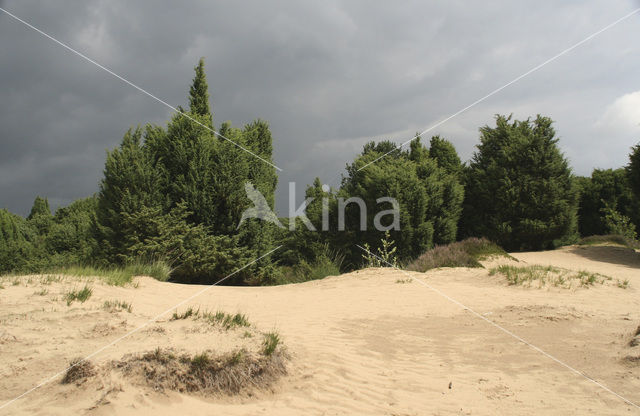 Jeneverbes (Juniperus communis)