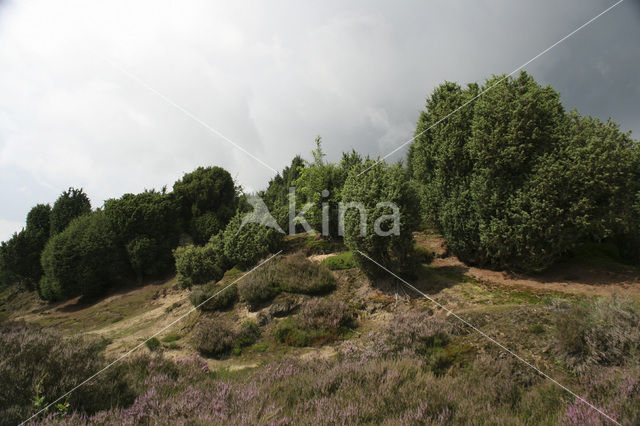 Jeneverbes (Juniperus communis)