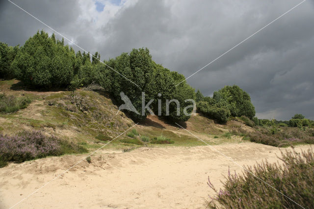 Jeneverbes (Juniperus communis)