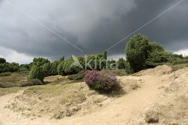 Jeneverbes (Juniperus communis)