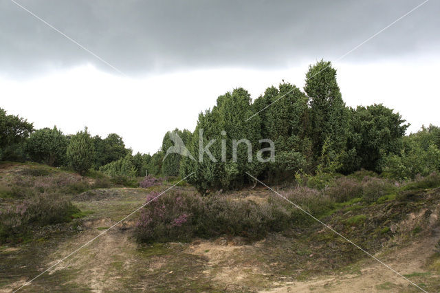 Jeneverbes (Juniperus communis)