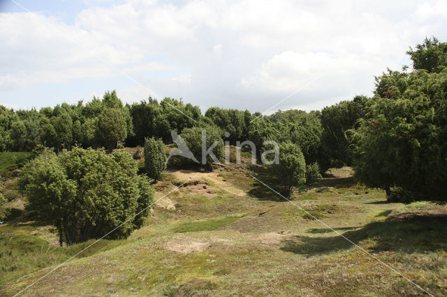 Jeneverbes (Juniperus communis)