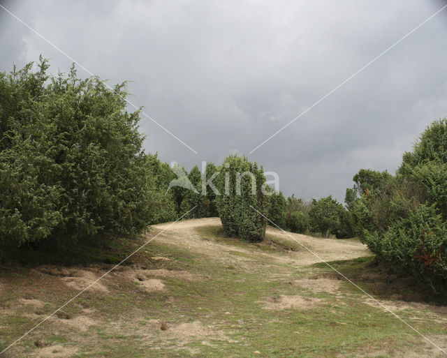 Jeneverbes (Juniperus communis)