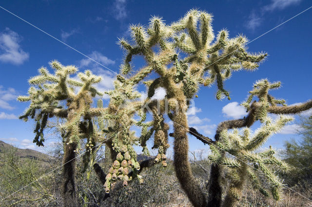 Jumping Cholla