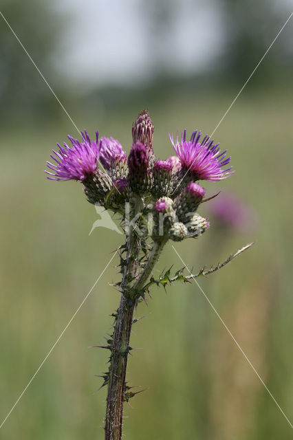 Kale jonker (Cirsium palustre)