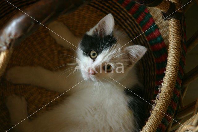 Cat (Felis domesticus