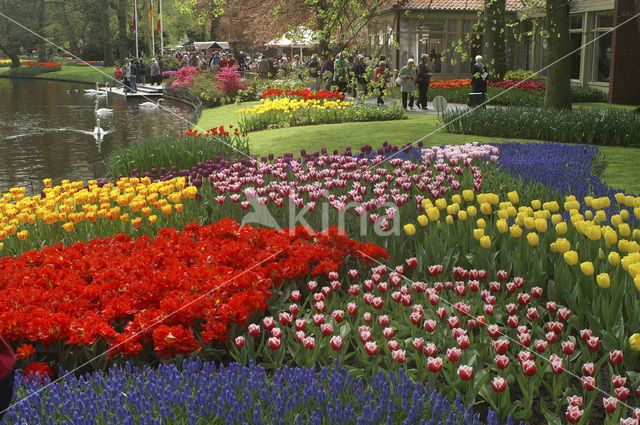 Keukenhof