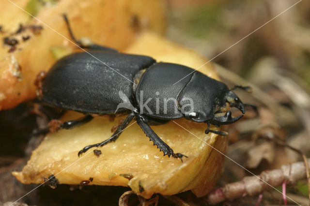 Klein vliegend hert (Dorcus parallelipipedus)