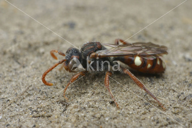 Kleine bleekvlekwespbij (Nomada baccata)