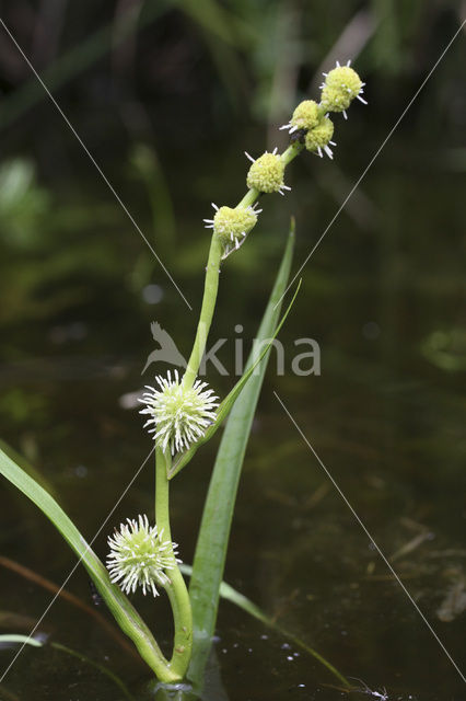 Unbranched Bur-reed (Sparganium emersum)