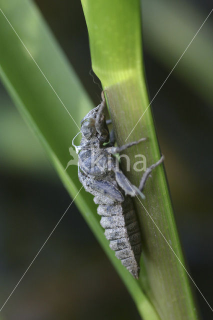 Kleine tanglibel (Onychogomphus forcipatus)