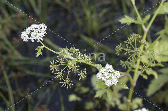 Kleine watereppe (Berula erecta)