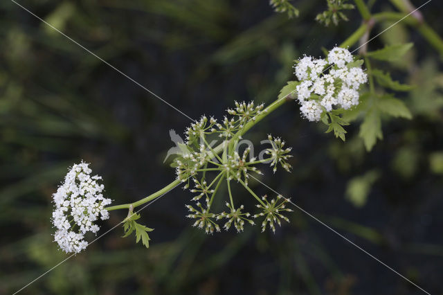 Kleine watereppe (Berula erecta)