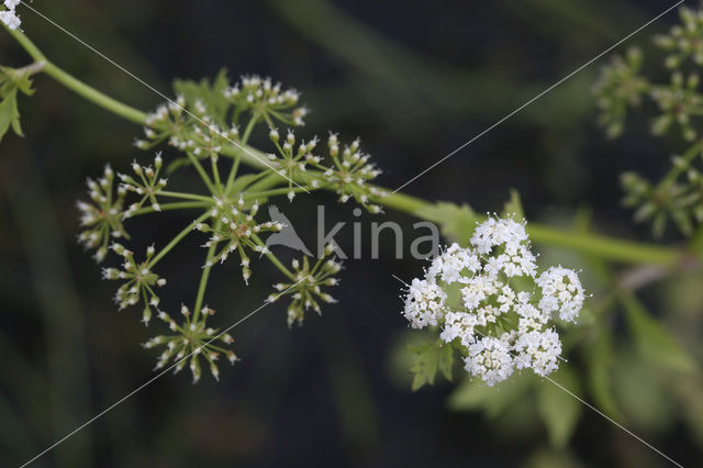 Kleine watereppe (Berula erecta)