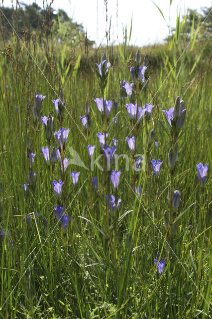 Klokjesgentiaan (Gentiana pneumonanthe)