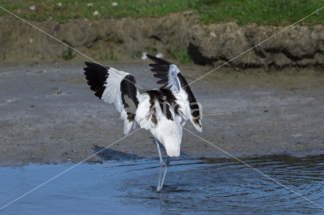 Pied Avocet (Recurvirostra avosetta)