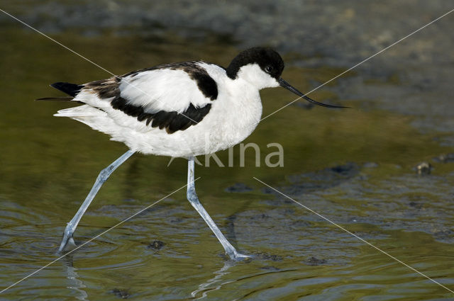 Pied Avocet (Recurvirostra avosetta)