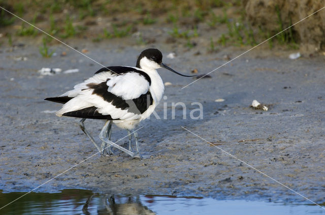 Pied Avocet (Recurvirostra avosetta)