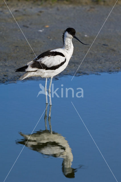 Pied Avocet (Recurvirostra avosetta)