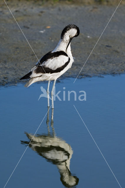 Pied Avocet (Recurvirostra avosetta)