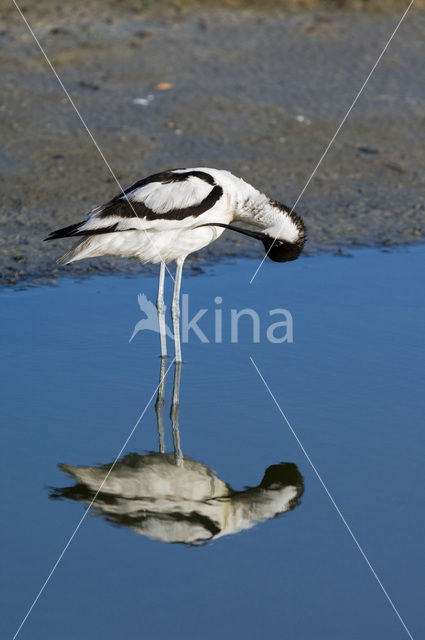 Pied Avocet (Recurvirostra avosetta)