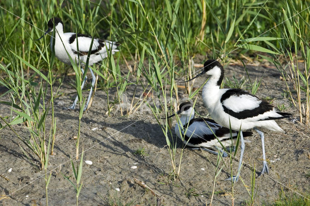 Pied Avocet (Recurvirostra avosetta)